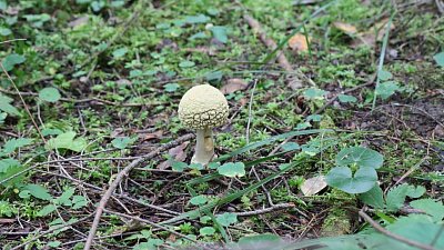 В нацпарке «Таганай» напомнили, какие бывают виды мухоморов