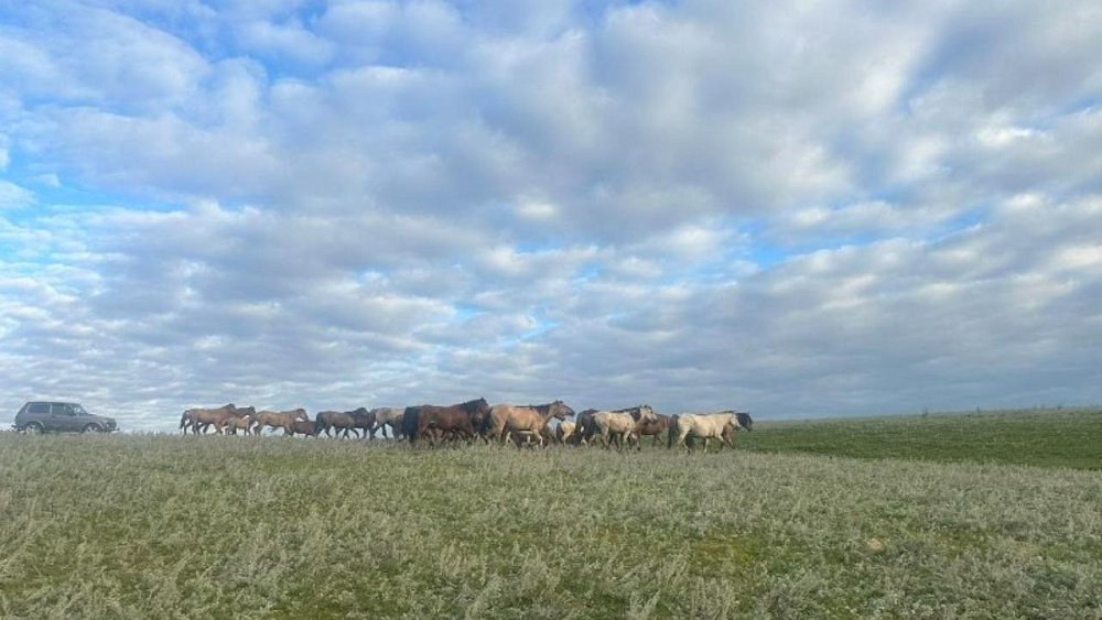 Пропавший табун лошадей отыскали в Челябинской области