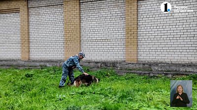 Служебная собака поймала грабителя в Златоусте