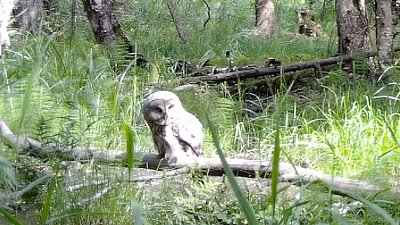 Охотящуюся бородатую неясыть сняла фотоловушка на Таганае