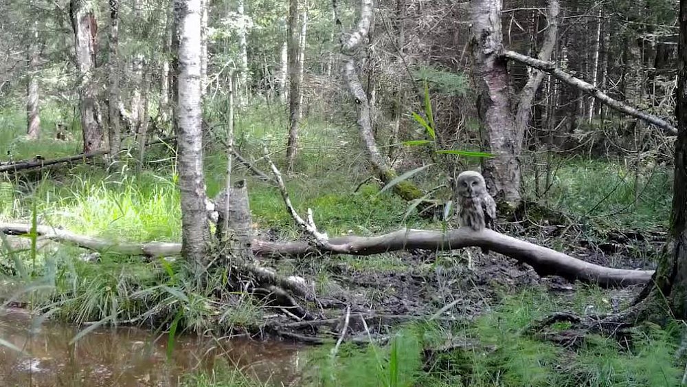 На Таганае заметили сов, охотящихся днем