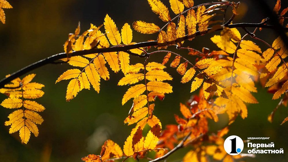 Синоптики рассказали, когда закончится бабье лето в Челябинской области