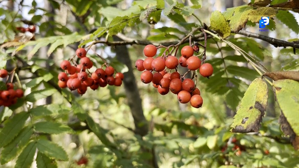 Какие полезные свойства скрывает рябина?