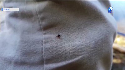 За летний сезон клещи укусили свыше 1300 человек