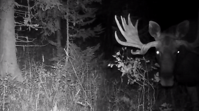 Лось попал в объектив фотоловушки на Зигальге