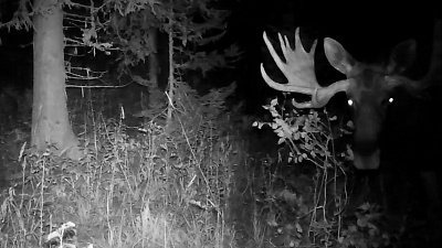 В нацпарке «Зигальга» лось попал в объектив фотоловушки