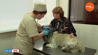 «Мохнатая» вакцинация в рубрике «Усы, лапы и хвост»