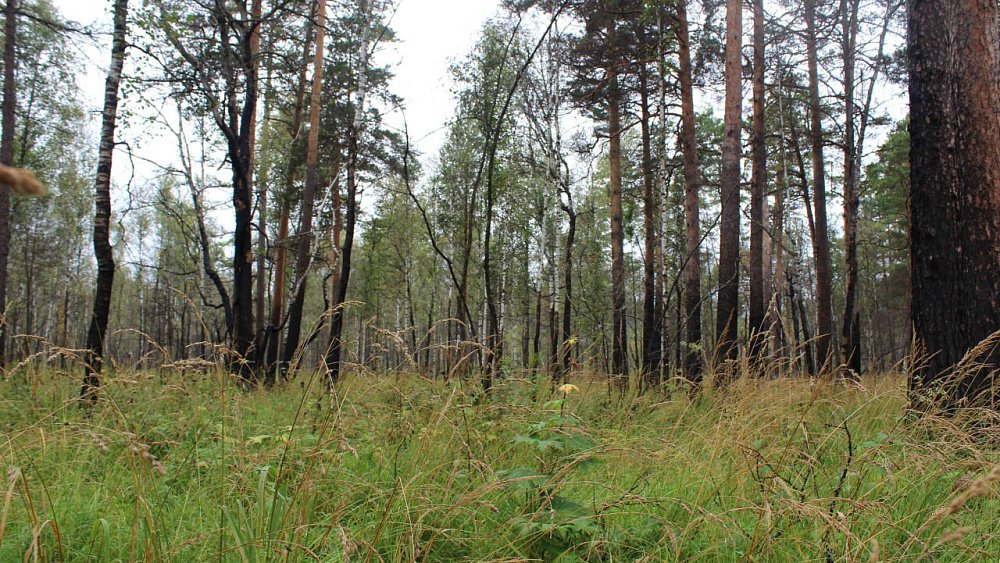 Крупный пожар на Зигальге изменил состояние почвы