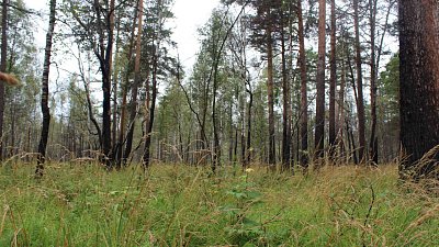 Крупный пожар на Зигальге изменил состояние почвы