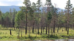 Крупный пожар на Зигальге изменил состояние почвы