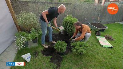 Посадка хвойных в рубрике «Руки садовода»