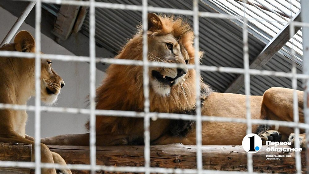 Челябинский зоопарк готовится отпраздновать день рождения