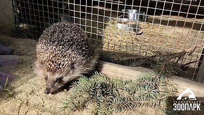 В Челябинском зоопарке питомцы начали готовиться к спячке