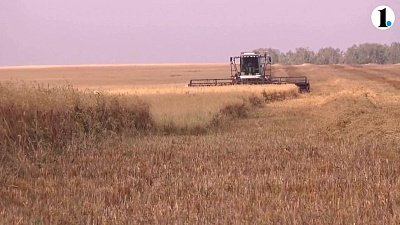 Уборка урожая в Нагайбакском районе идет полным ходом