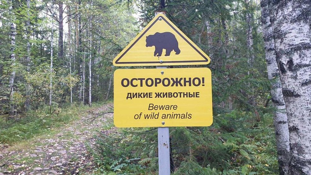 Туристов предупредили о медведях в нацпарке «Таганай»