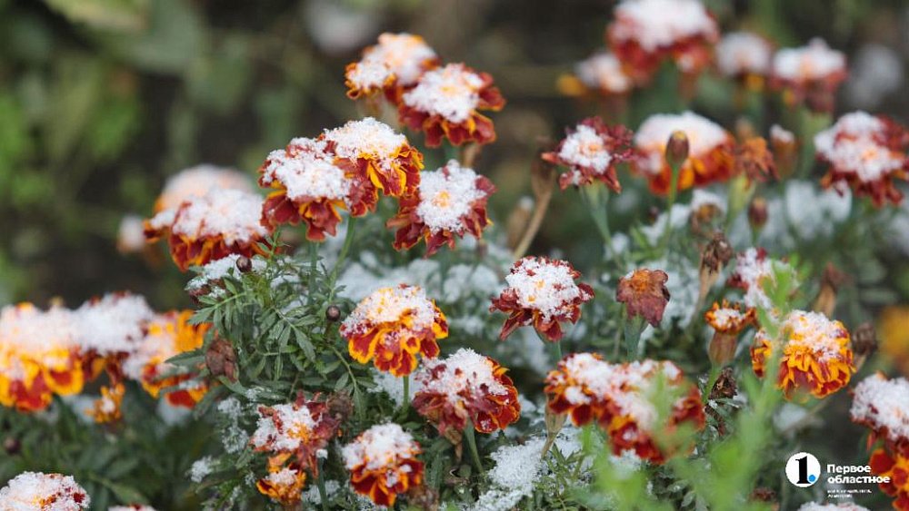 Ночные заморозки до −3°C прогнозируют в Челябинской области