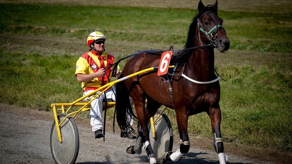 «Ты скачи, моя Рыбачка»: в Челябинской области нашли самую быструю лошадь