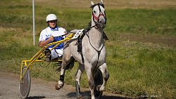 «Ты скачи, моя Рыбачка»: в Челябинской области нашли самую быструю лошадь