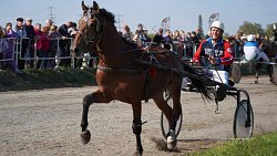 «Ты скачи, моя Рыбачка»: в Челябинской области нашли самую быструю лошадь