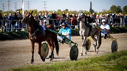 «Ты скачи, моя Рыбачка»: в Челябинской области нашли самую быструю лошадь