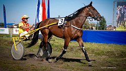 «Ты скачи, моя Рыбачка»: в Челябинской области нашли самую быструю лошадь