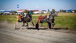 «Ты скачи, моя Рыбачка»: в Челябинской области нашли самую быструю лошадь