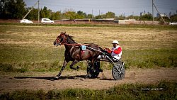 «Ты скачи, моя Рыбачка»: в Челябинской области нашли самую быструю лошадь