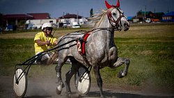 «Ты скачи, моя Рыбачка»: в Челябинской области нашли самую быструю лошадь