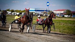 «Ты скачи, моя Рыбачка»: в Челябинской области нашли самую быструю лошадь