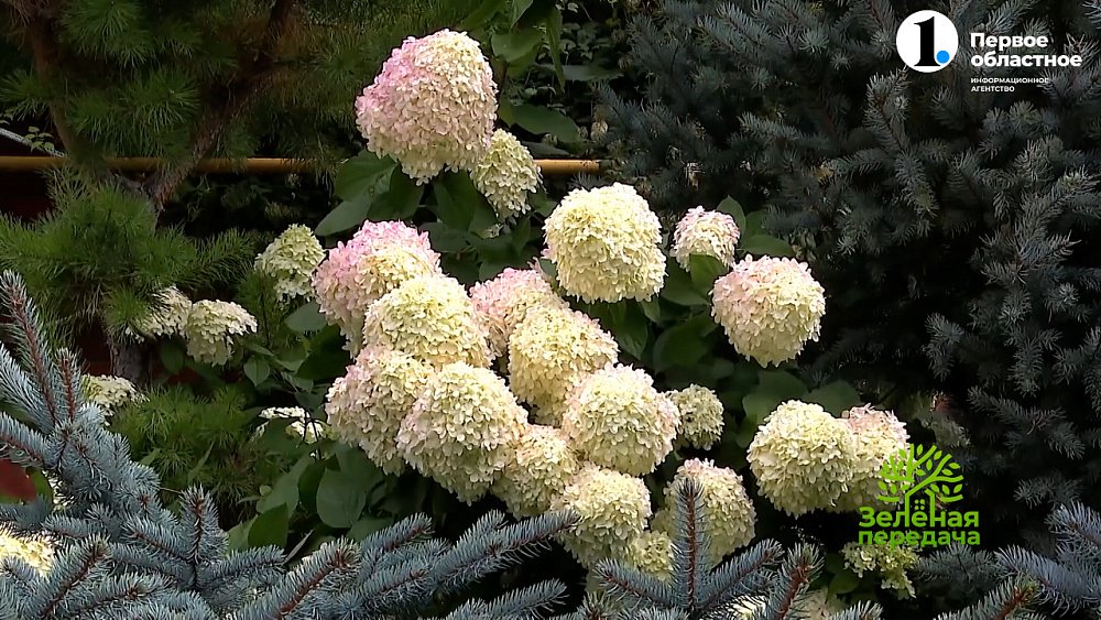 В программе «Зеленая передача» рассказали о подготовке сада к зиме