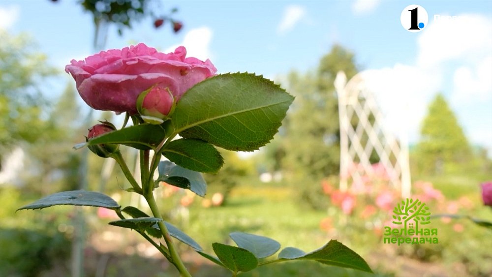 Ароматные розы: проблемы выбора сорта