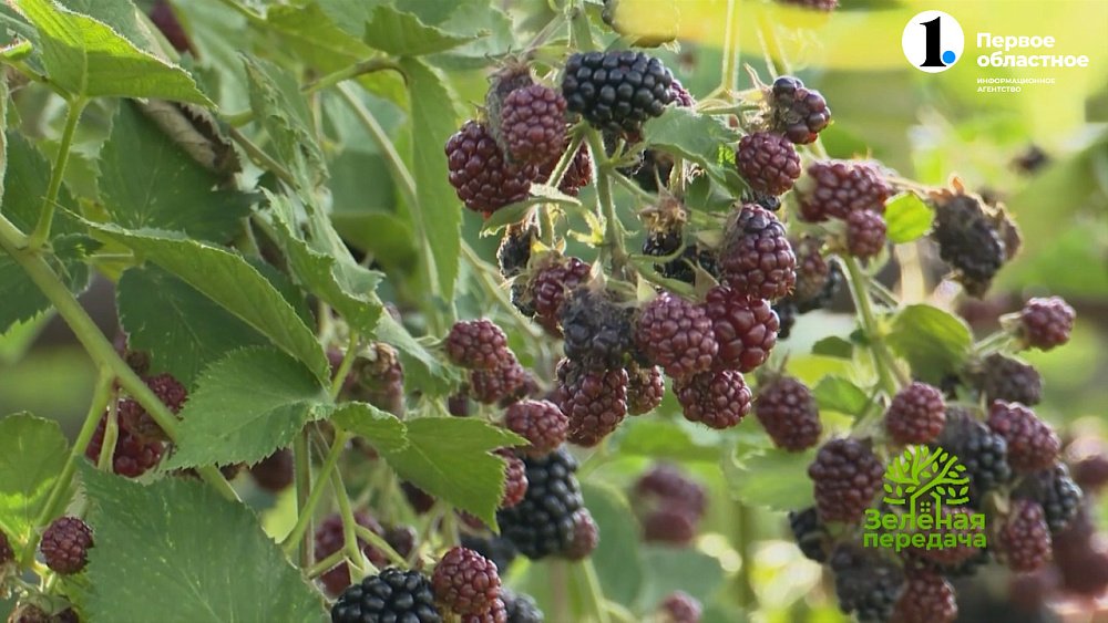 Секреты зимовки ежевики