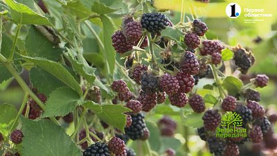 Секреты зимовки ежевики