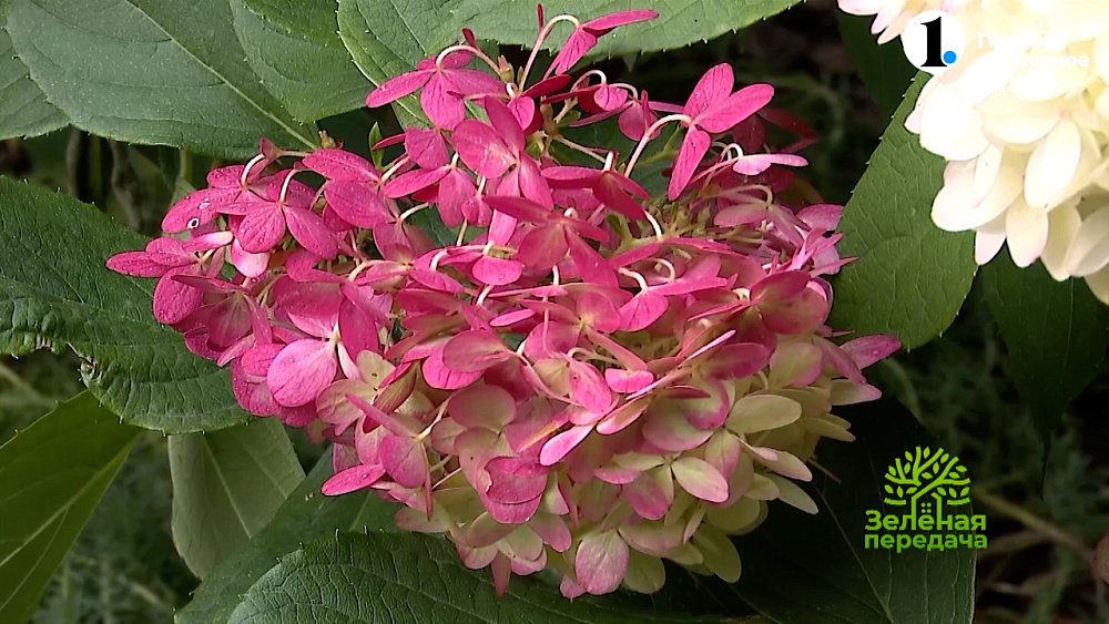 Учитывайте эти советы при выборе сорта гортензий!