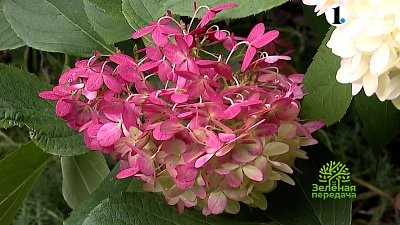 Учитывайте эти советы при выборе сорта гортензий!