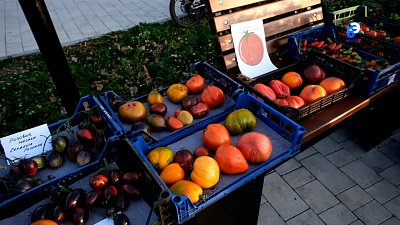 В Старом городе определяют лучший урожай