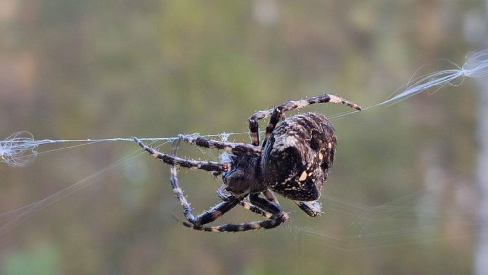 Пауки на Зигальге начали выводить потомство и расселяться к зиме