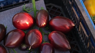 В Миассе провели конкурс-выставку урожая