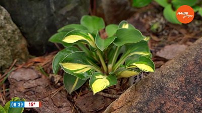 Как поделить хосту в рубрике «Руки садовода»