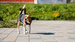 Идеи благоустройства Карабаша выиграли всероссийский конкурс лучших проектов комфортной городской среды