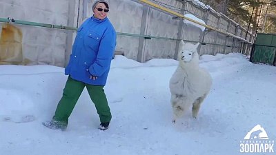 В Челябинском зоопарке день рождения празднует альпака Дуся
