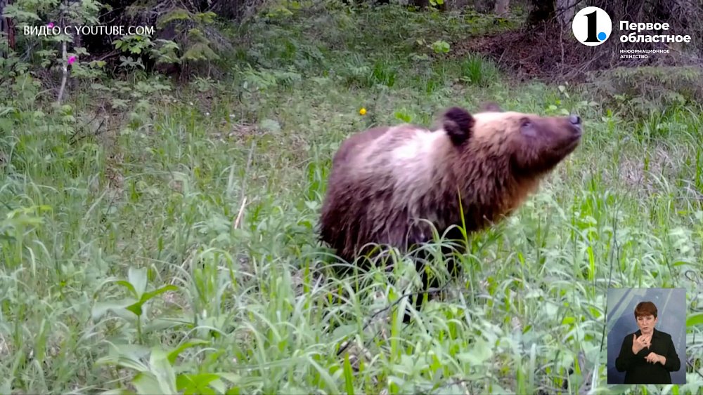 В Снежинске медведь вышел к людям