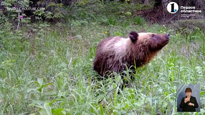 В Снежинске медведь вышел к людям