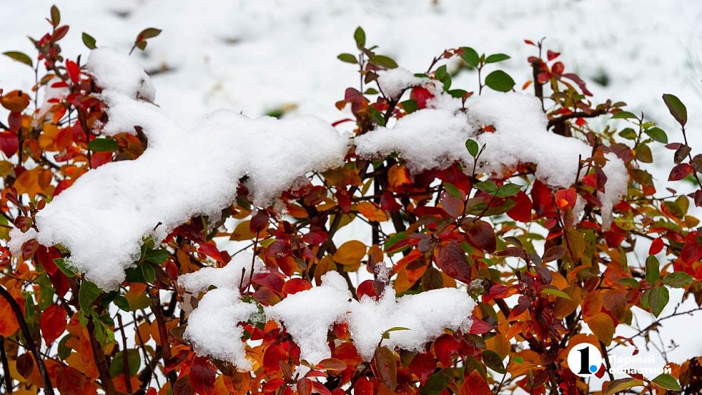 Ночные заморозки до −5°C и дождь со снегом сохранятся в Челябинской области 24 сентября
