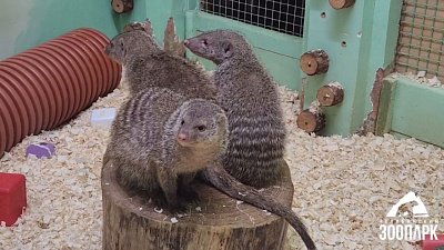 В Челябинском зоопарке переселили теплолюбивых питомцев