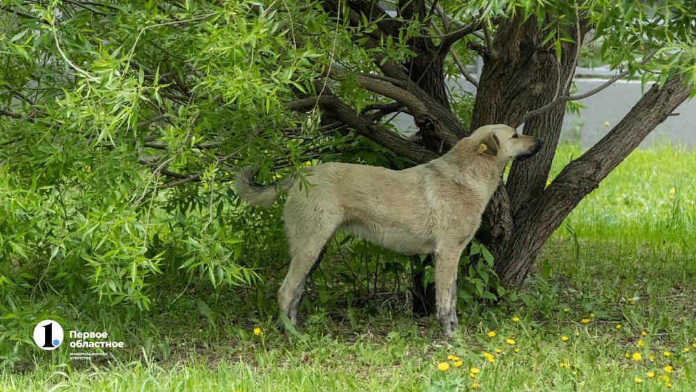 Двум школьникам из Челябинска выплатят по 50 тысяч рублей за укус бездомных собак