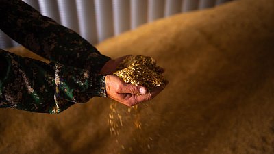 Область поможет южноуральским аграриям с закупкой элитных семян