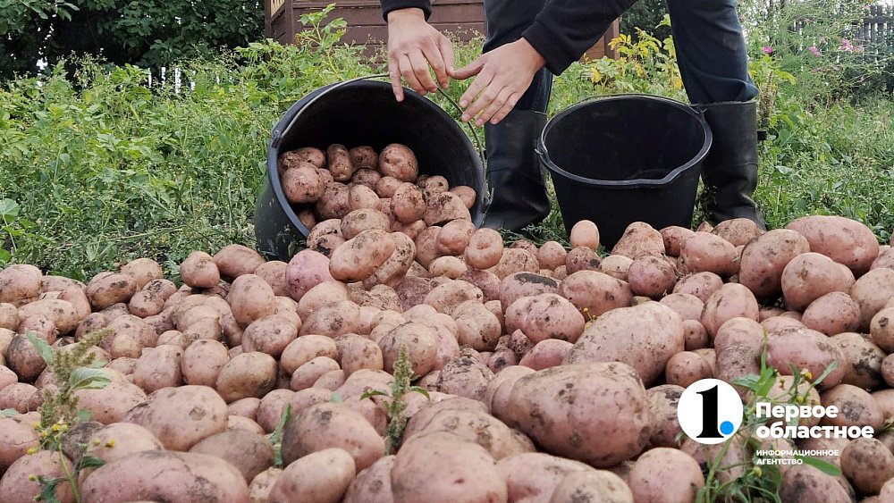 Челябинские аграрии собрали более половины всего урожая картофеля