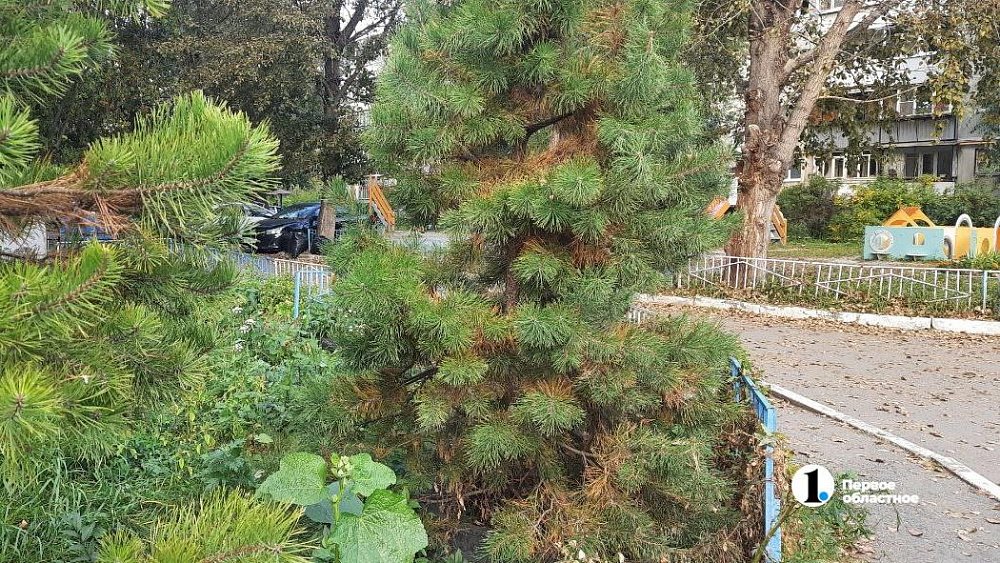 В Челябинске пожелтели вечнозеленые сосны