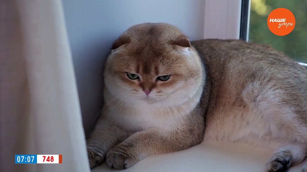 Шотландские кошки в рубрике «Усы, лапы и хвост»